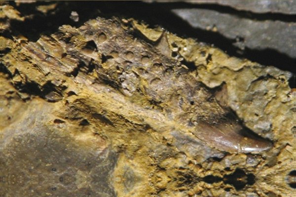 головной шип, Menaspiformes