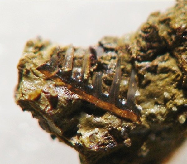 конодонты, Conodonta