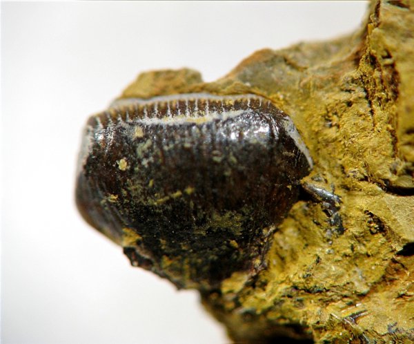 ?, Petalodontiformes, Fissodus