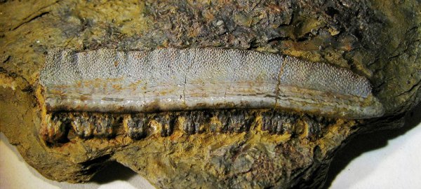 Polyrhizodus, Petalodontiformes