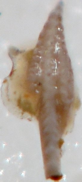 конодонты, Conodonta