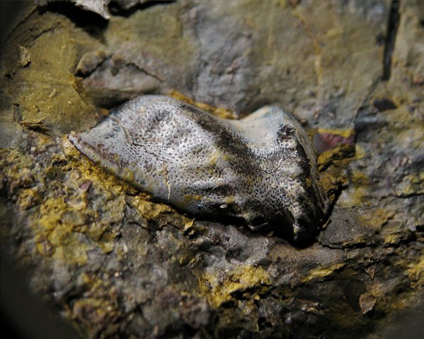 Poecilodus, Holocephali, Cochliodontiformes