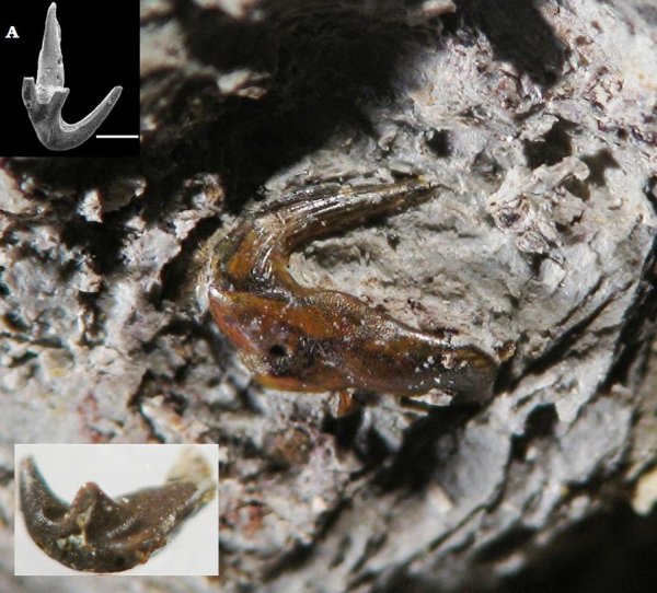 Thrinacodus, Phoebodontidae