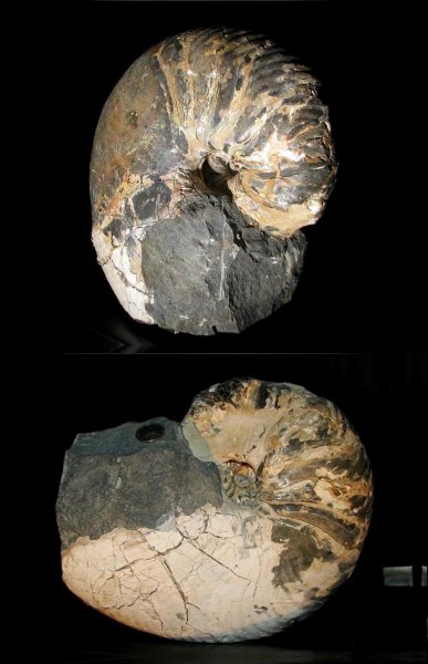 апт, Cymatoceras, Cymatoceras kayeanum, Aptian