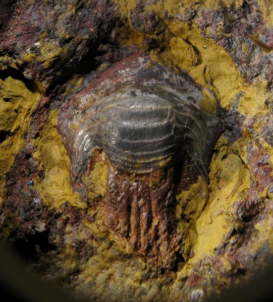 Petalodontiformes, Petalorhynchus