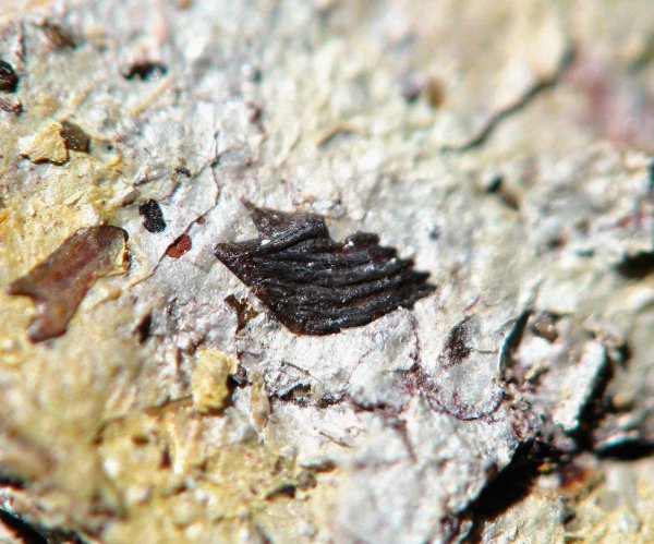 чешуя, Palaeonisciformes