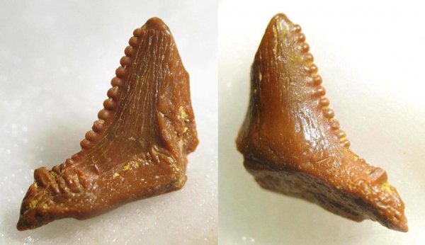 Ctenacanthiformes, Carcharopsis, Dicrenodus