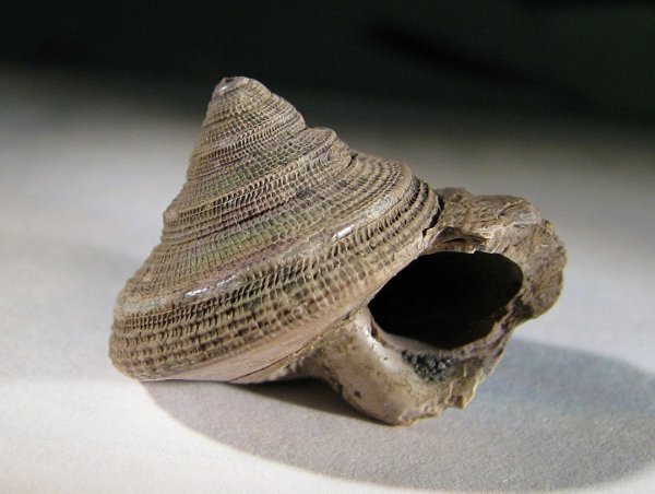 Bathrotomaria, Bathrotomaria muensteri