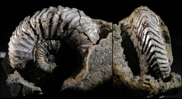 Quenstedtoceras, Vertumniceras, Vertumniceras angulatum