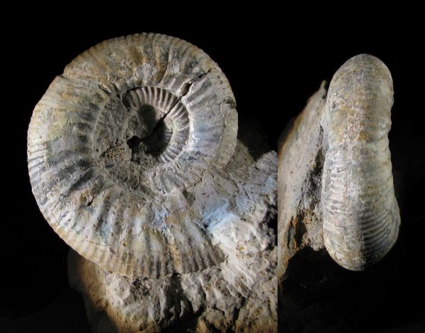 Choffatia, Choffatia trina, Perisphinctidae, Poculisphinctes, Grossouvria