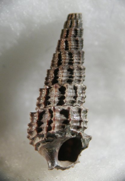 Procerithium, Rhabdocolpus
