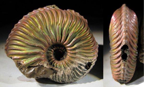 Cardioceras, Cardioceras bukowskii