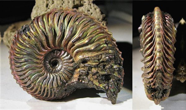 Cardioceras, Cardioceras cordatum