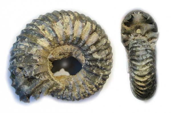 Surites, берриас, Surites tzikwinianus, Berriasian