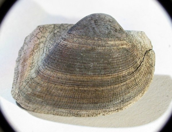 Grammatodon, Grammatodon pictum