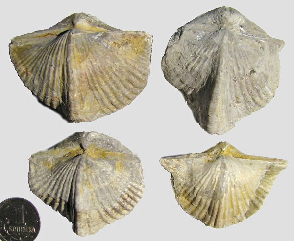 Spiriferida, Unispirifer, Angiospirifer