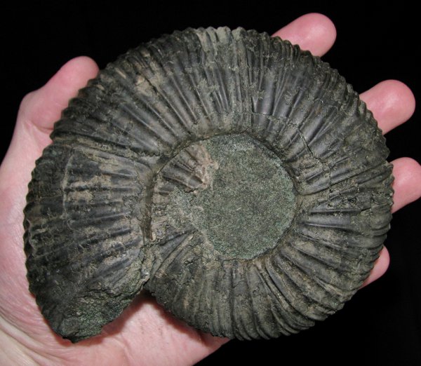 Virgatites, Virgatites virgatus