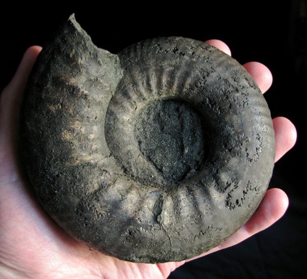 Dorsoplanites, Dorsoplanites serus, Dorsoplanitidae