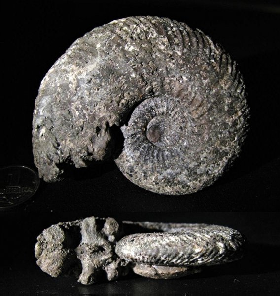 Quenstedtoceras, Quenstedtoceras lamberti