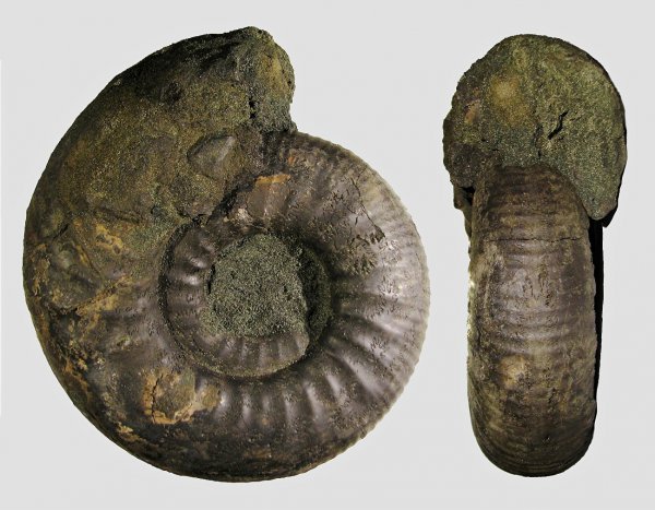 Dorsoplanites, Dorsoplanites serus, Dorsoplanitidae