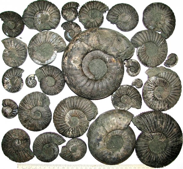 Virgatites, Dorsoplanites, Virgatites virgatus, Dorsoplanites serus, Virgatites pallasianus, зона Virgatites virgatus