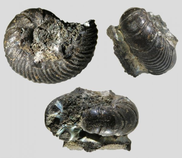 Virgatites, Virgatites virgatus