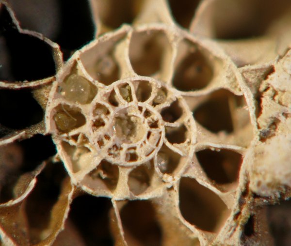 Schloenbachia, протоконх, аммонителла, Schloenbachia varians