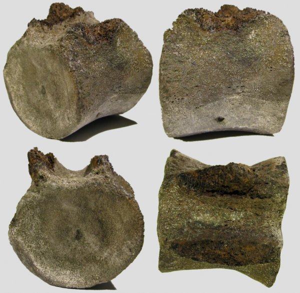 плезиозавры