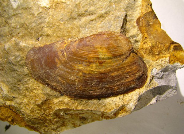 кимеридж, Thracia, Kimmeridgian, Upper Jurassic