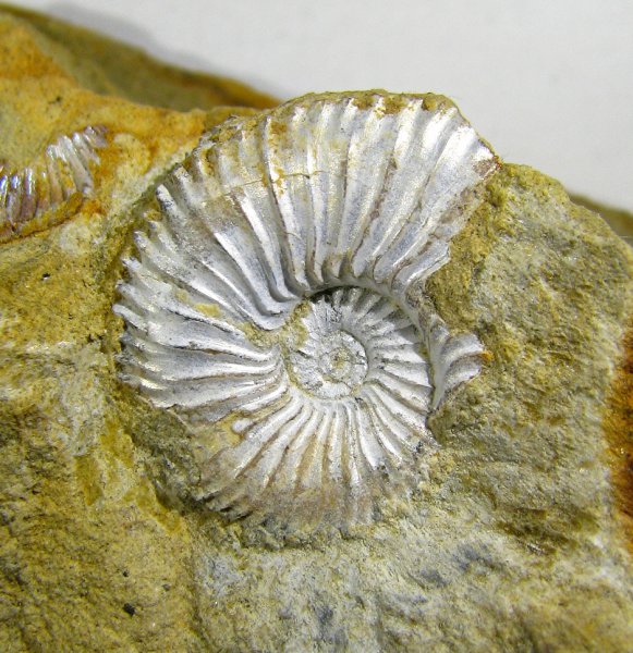 Amoeboceras, кимеридж, Cardioceratidae, Amoebites, Euprionoceras, Kimmeridgian, Upper Jurassic