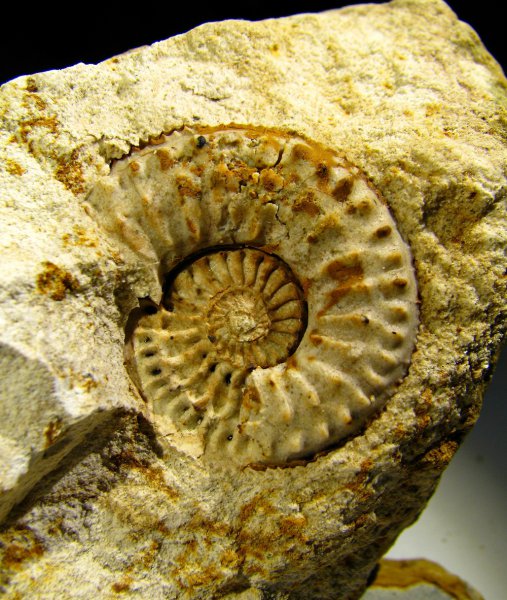 Amoeboceras, кимеридж, Cardioceratidae, Kimmeridgian, Upper Jurassic