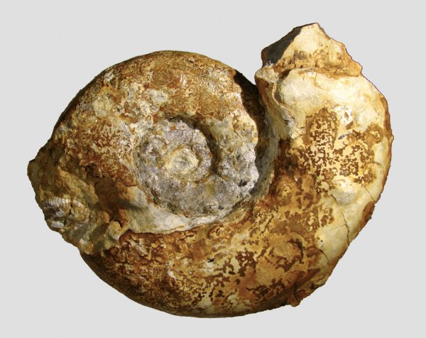 кимеридж, Aspidoceras, Aspidoceratidae, Aspidoceratinae, Kimmeridgian, Upper Jurassic