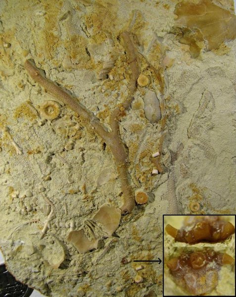 Fenestella, Enteletes, Ctenacanthiformes, Heslerodus