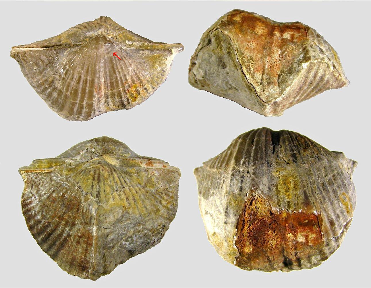 окаменелые брахиоподы. брахиоподы эра. плеченогие моллюски брахиоподы. ордовик окаменелости брахиоподы. брахиоподы.