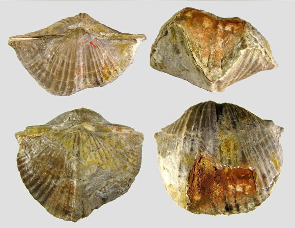 прижизненные повреждения, Spiriferida, Angiospirifer, Прижизненные повреждения брахиопод