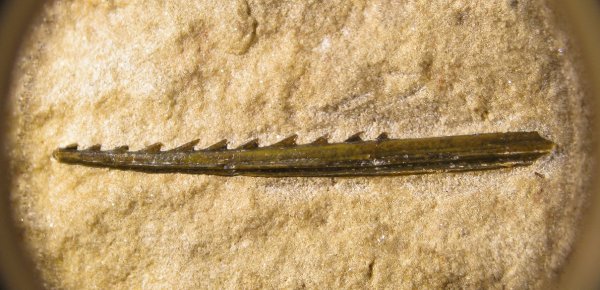 плавниковые шипы