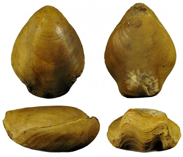 Terebratula, Terebratulida