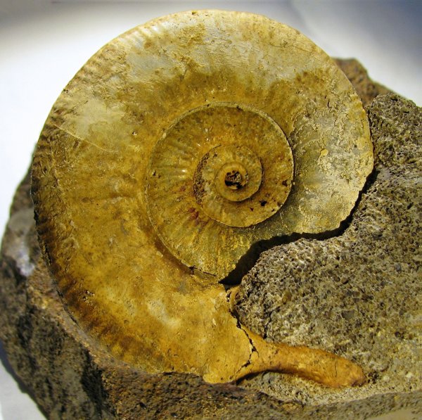 Indosphinctes, Perisphinctidae, ушки, устье, Microconchs, lappets
