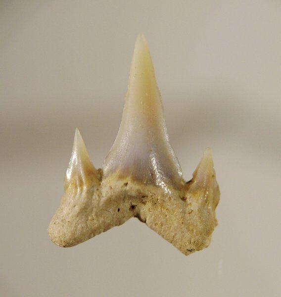 сеноман, ?, Cenomanian