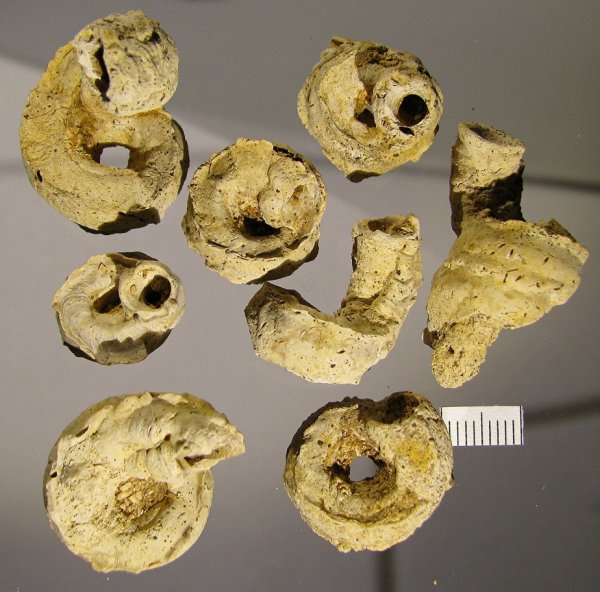 Serpula, Serpula limax