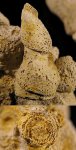 Terebellaria solida  (детали строения)