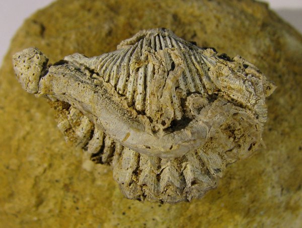Serpula, Cardinirhynchia, Rhynchonellida, обрастание, encrustation of brachiopods, Epizoans