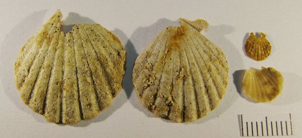 Chlamys, Chlamys fibrosa, Aequipecten
