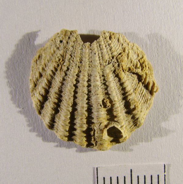 Chlamys, Chlamys fibrosa