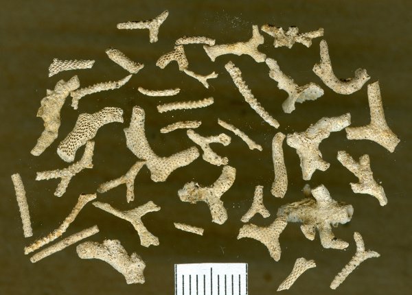 Ceriopora, Spiropora