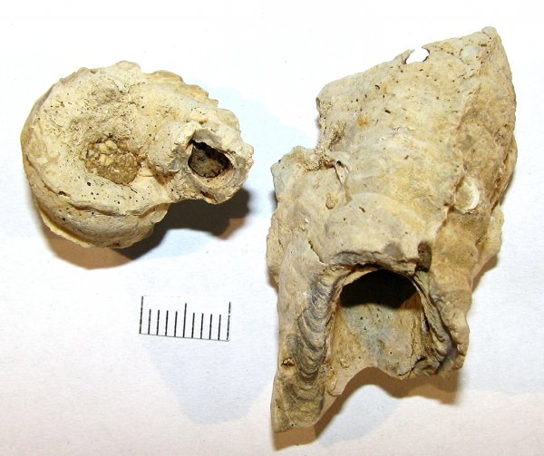 Serpula, Serpula limax