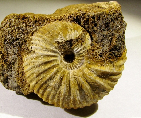 Pseudocadoceras, Cadoceratinae, Cardioceratidae