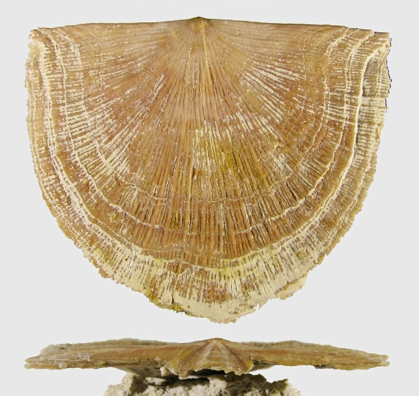 Schellwienella, Orthotetida