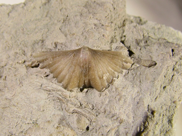 Platystrophia, Orthida, Platystrophia putilovensis, Platystrophiidae