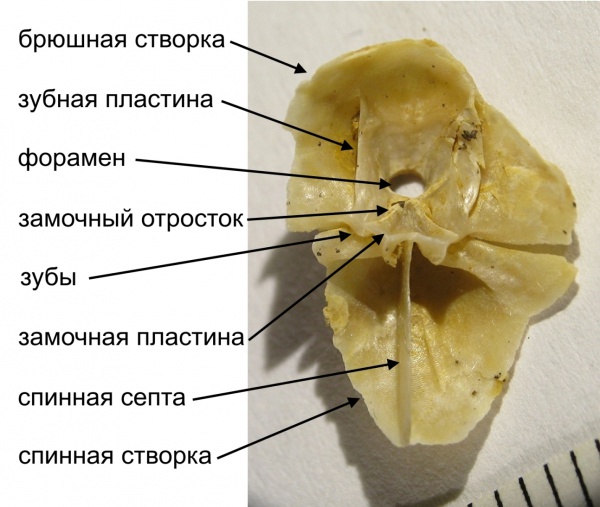 зубные пластины, Terebratulida, замочный аппарат, форамен